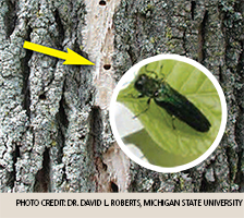 Close-up of Emerald Ash Borer