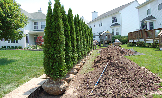 Arborvitae Shrubs Being Planted