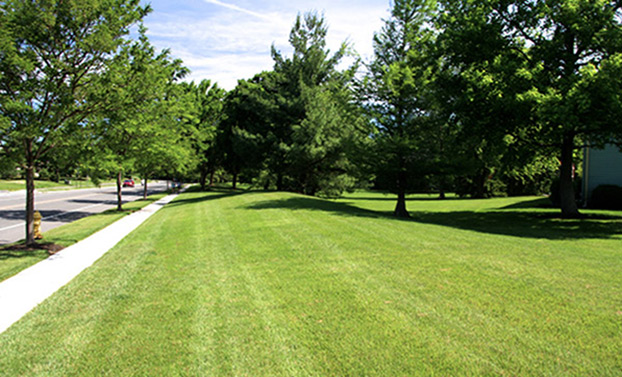 beautiful turf